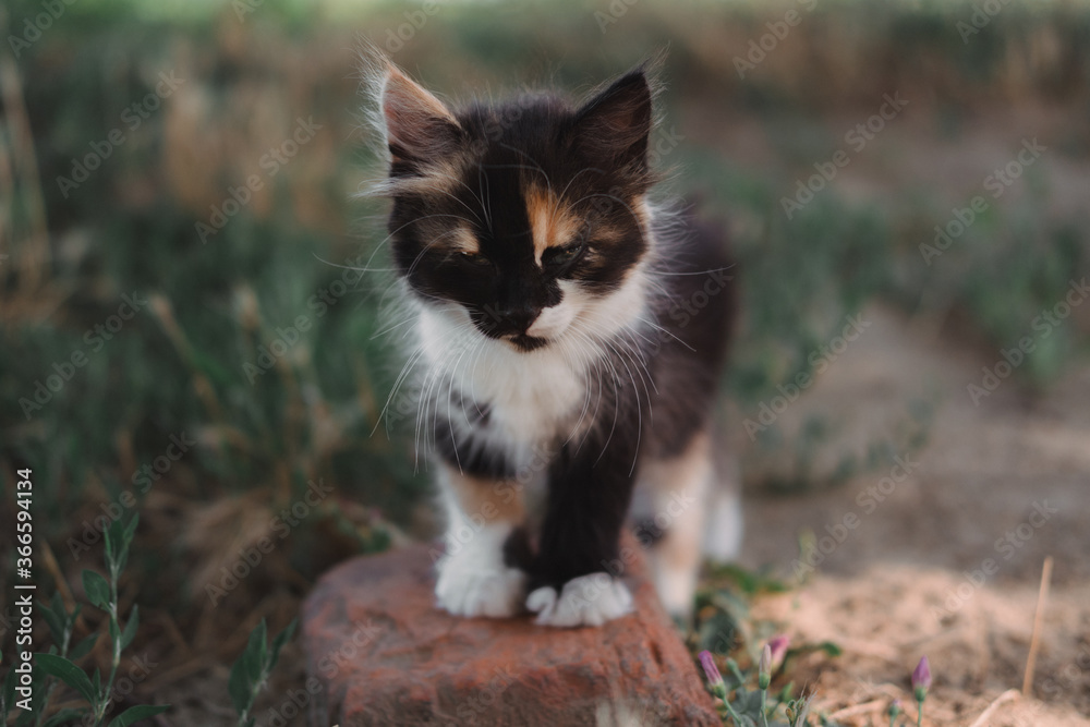 Small fluffy kitten tricolor. The kitten walks in nature, sits in the grass and poses. Home young three-colored cat. Charming little black and red and white kitten.