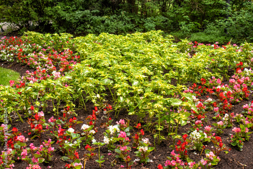 Flowerbed with Coleus and Begonias