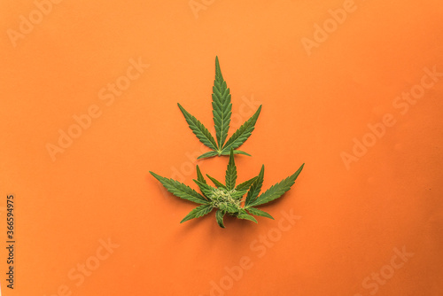 cannabis marijuana leaves in crown shape on bright orange background