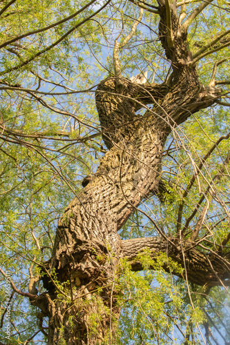 Willoow Trunk with Spring Foliage photo