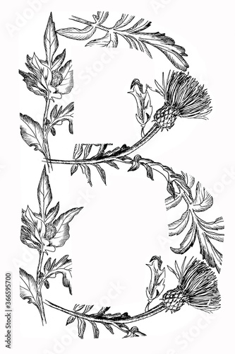 letters from the devil break  graphic black and white drawing of the font  a unique witch grass font for postcards  magic illustrations for Halloween 