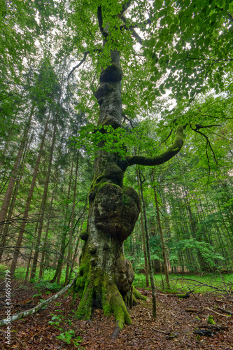 Heart shaped Beech tree outgrowth in the Hans-Watzlik-Hain Primeval Forest in Southern Germany