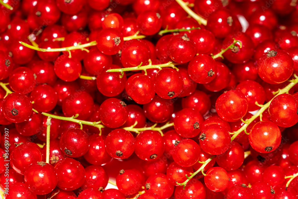 Rote Ribisel Rote Ribisel
