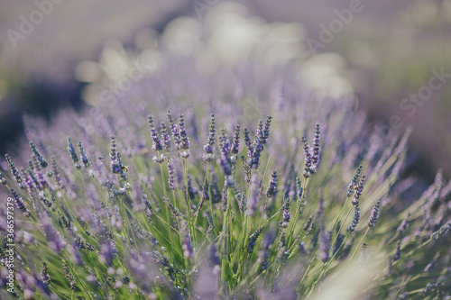 Les Champs de Lavande en Provence