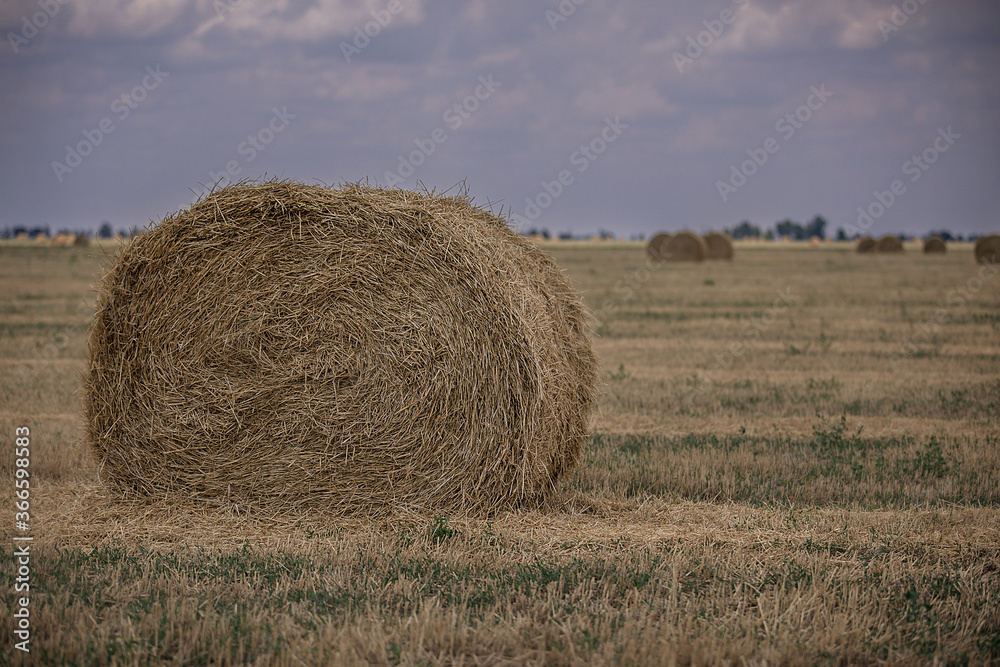 Haystack rolls on agriculture field. Field of freshly bales of hay. Haystack rolls on agriculture field. Field of freshly bales of hay.