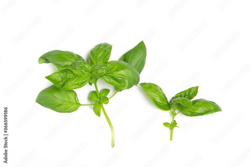 Basil leaves on a white isolated background. Copy space, flat lay. Fresh herbs, spices. Basil leaves on a white isolated background. Copy space, flat lay. Fresh herbs, spices.