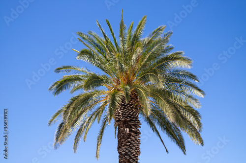 Palm tree against the blue sky in Split Croatia