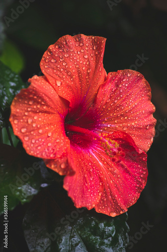 Close up picture with red hibiscus flower with water drops in rainy forest. Garden concept with beautiful flower in pink shade. Wallpaper for postcard. Green background with bright flower. 