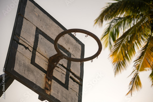 Basker for Playing Basketball against the Palm Tree Branch. Basketball in Paradise
