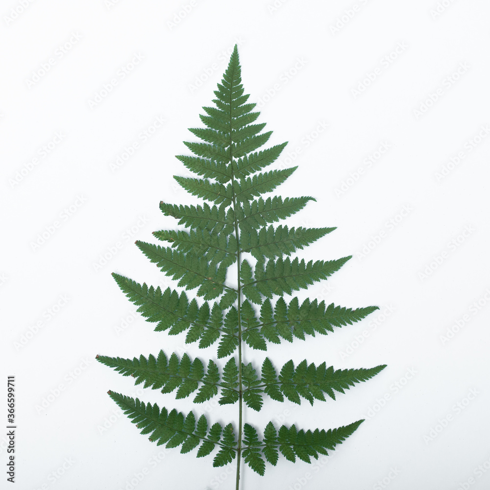 fern leaves on a white background. space for your text