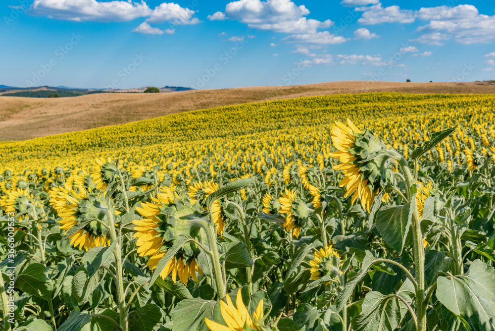colorful field of sunflowers in the summer in the hills in Tuscany