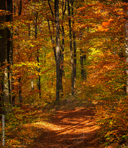 Wonderful Pathway in the forest at autumn