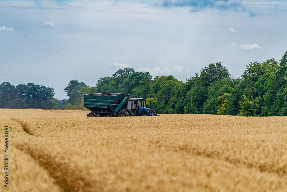 Fototapeta premium Process of gathering a ripe crop from the fields. Combine harvester in action on wheat field. Closeup
