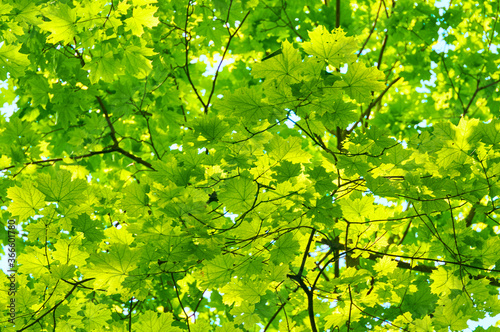 Foliage of trees against the blue sky.