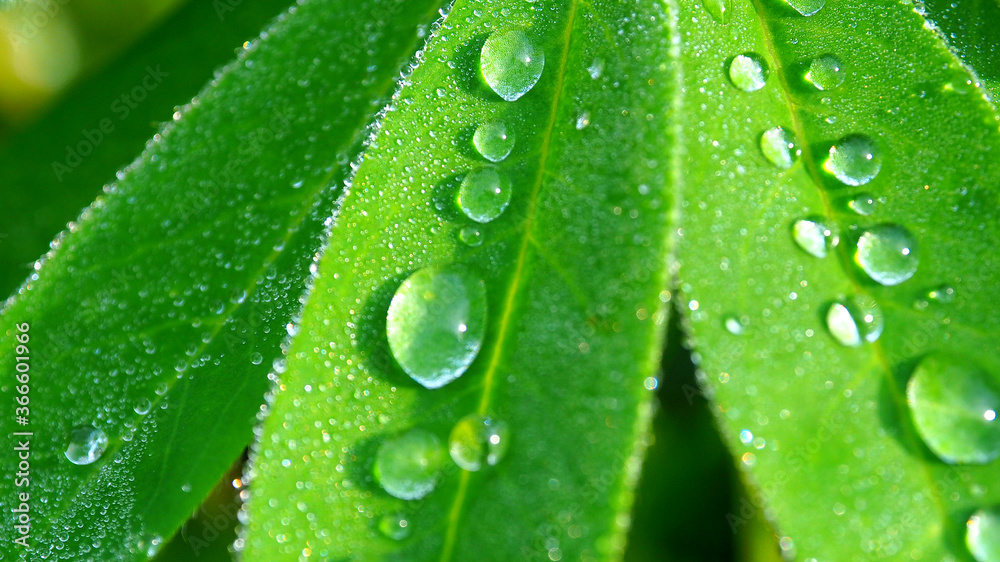 Morning dew on a green. Leaves with a drop of rain macro.