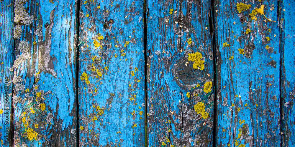 Shabby wood background. Old blue wood planks. Concept image.