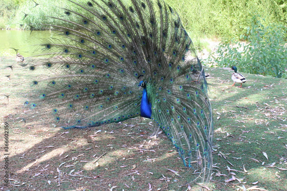 Fototapeta premium Peacock with open feather