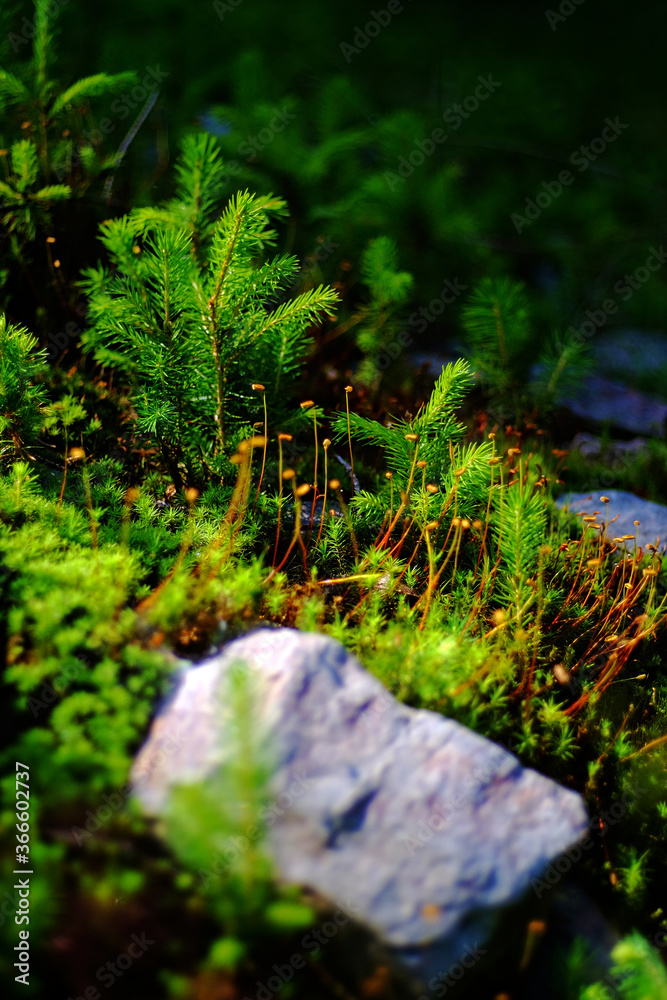 Kleine Triebe von Tannen und Pflanzen auf Waldboden 
