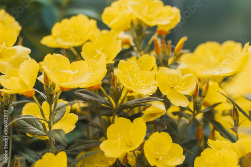 Common Evening Primrose  Oenothera biennis  in garden. Yellow small garden flowers. Small field flowers as a background for postcards  greetings  paintings.