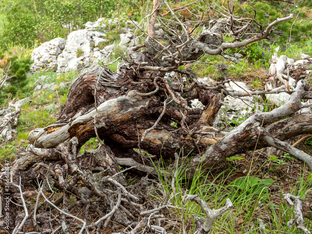 Mountain subalpine meadows with vegetation and dead woody vegetation. Mountain subalpine meadows with vegetation and dead woody vegetation.