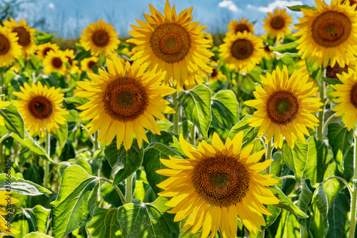 colorful field of sunflowers in the summer in the hills in Tuscany