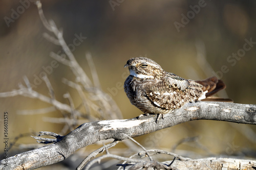 Photography Lesser Nighthawk in Arizona morning sunshine