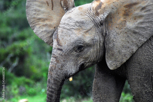 Africa- Very Close Up of a Wild Baby Elephant With Ears Flared Out