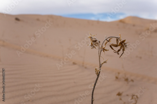 planta de desierto