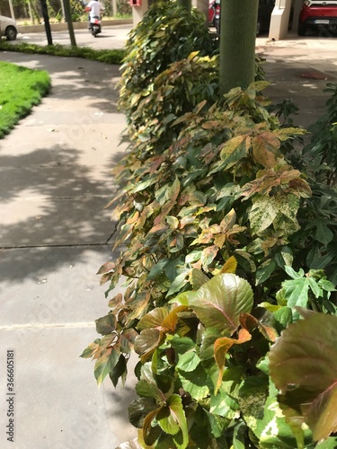 autumn leaves in the park