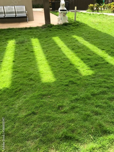 lawn