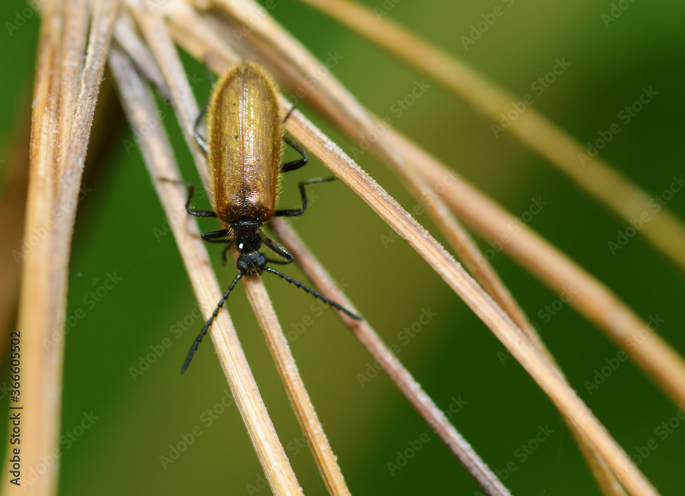 Beetle crawling on the stem.