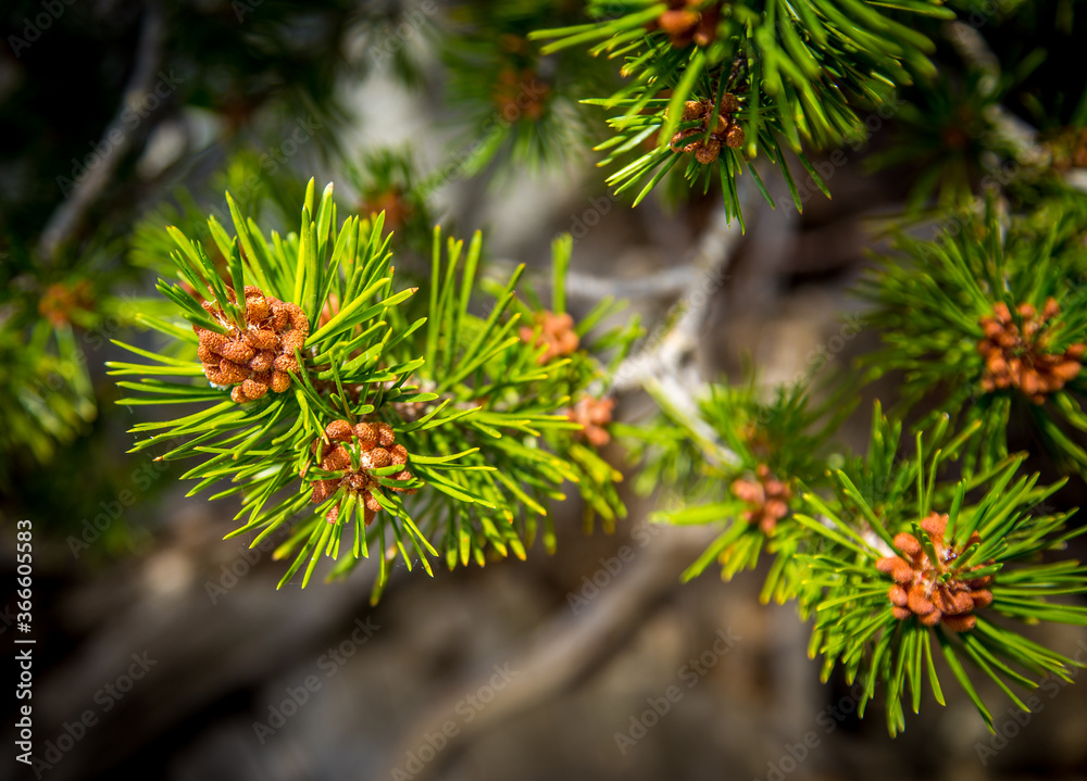 close up of pine needles close up of pine needles