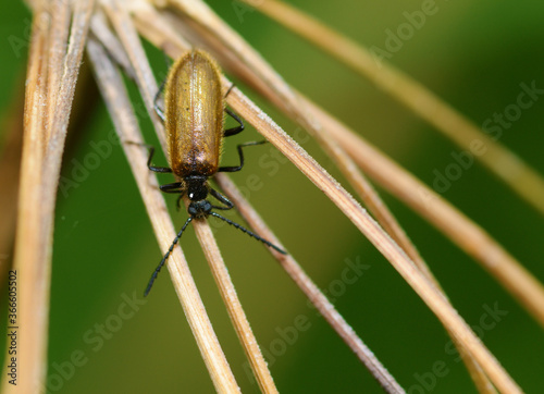 Obraz na płótnie Beetle crawling on the stem. w salonie