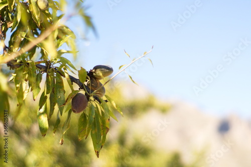 Close-up of almond branches with their shell fruit