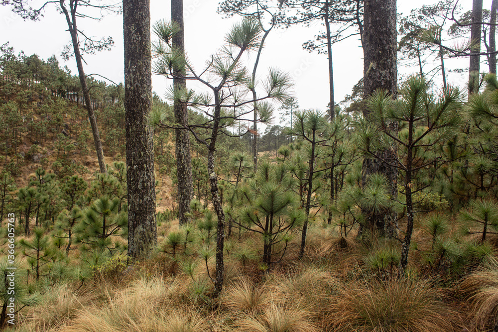 Fototapeta premium Bosque