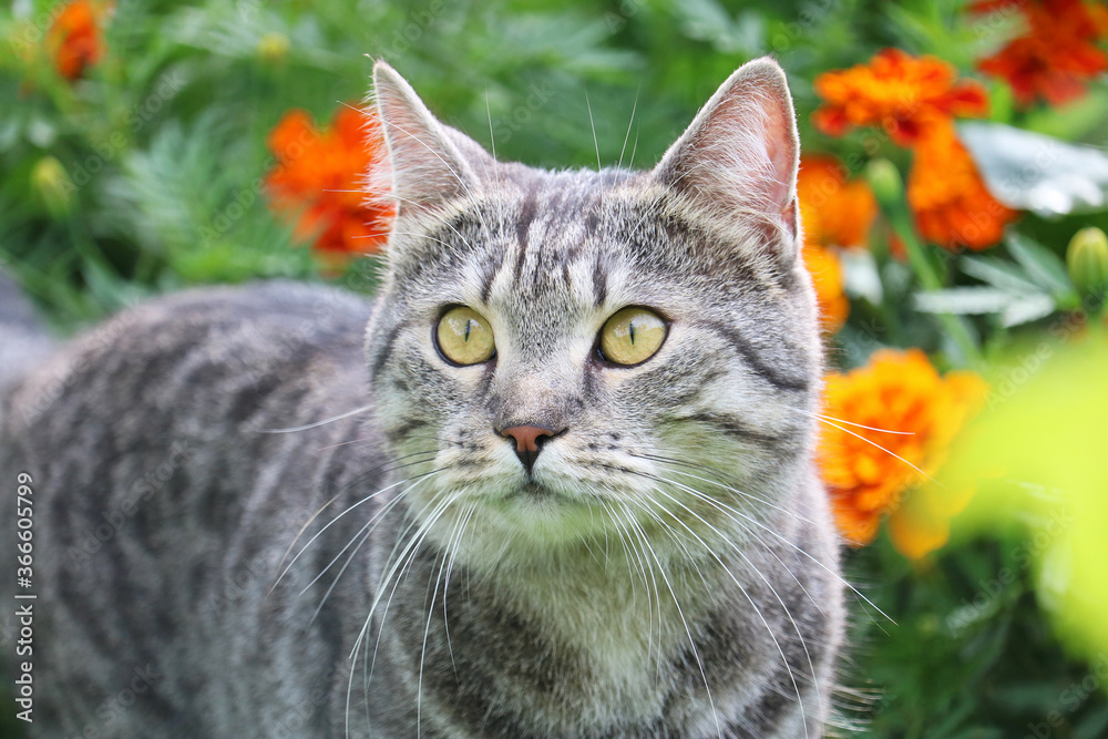 beautiful tabby cat walking in the garden