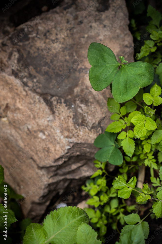 Obraz premium tréboles