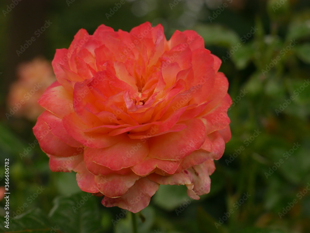 pink rose in garden pink rose in garden