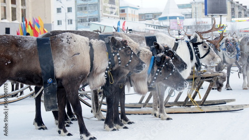 reindeer of the Arctic region 