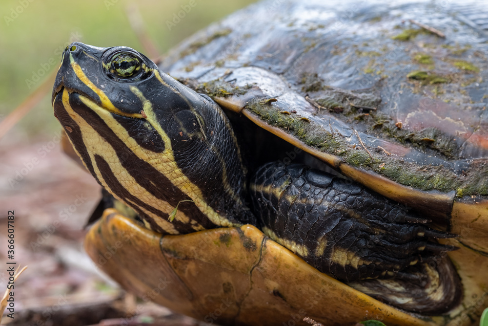 Large turtle starting to stick its head out of the shell Large turtle starting to stick its head out of the shell
