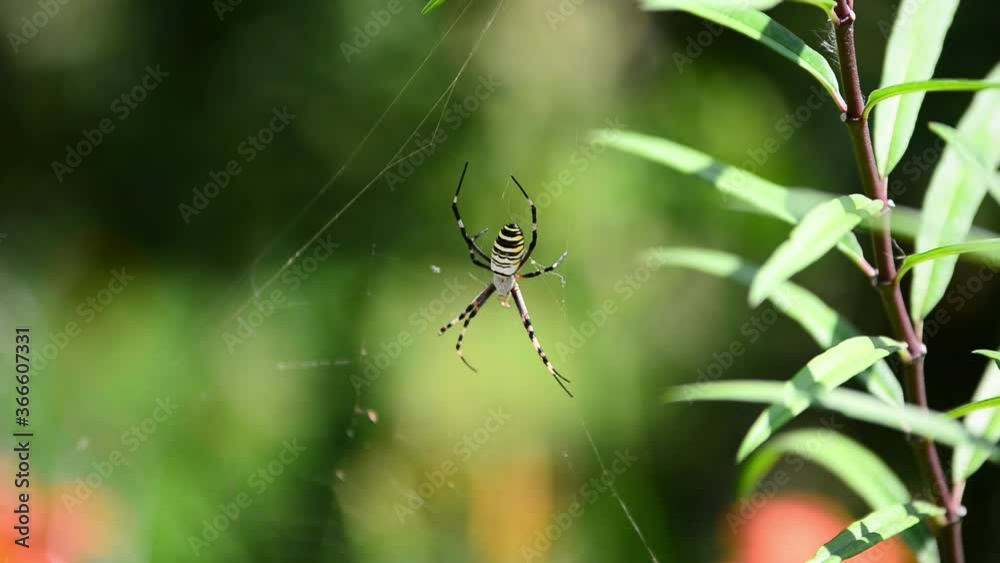spider on the web spider on the web