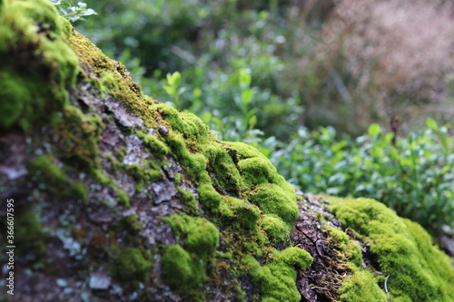 Green moss close-up