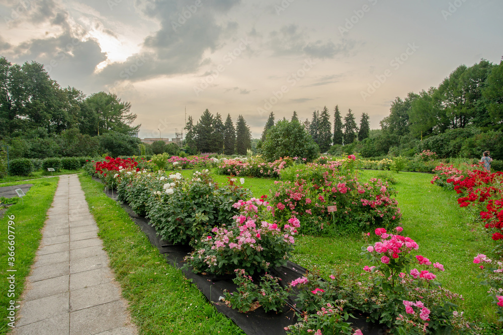 Amazing rose bushes in botanical garden of Moscow university garden