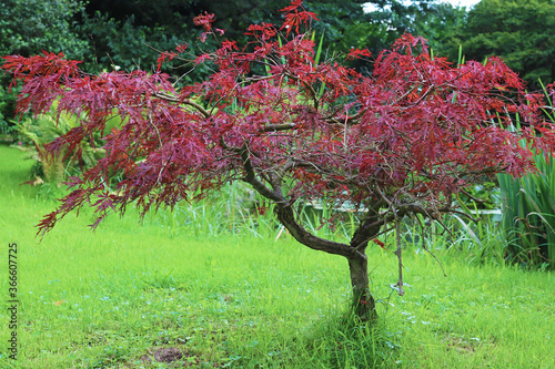 Ornamental maple - Acer palmatum