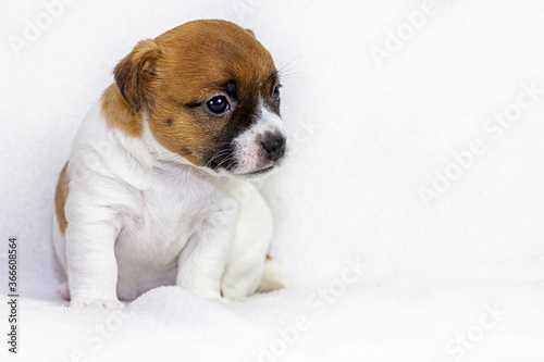 puppy bitch jack russell sitting on white bedspreads, scandinavian design