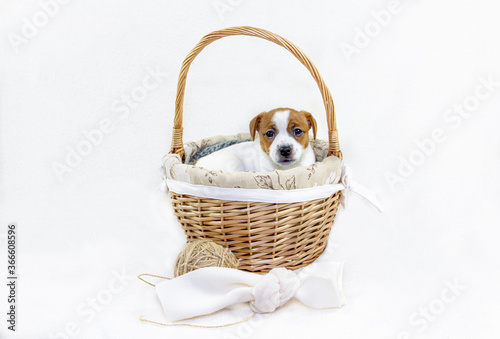  cute puppy bitches jack russell terrier sitting in an easter basket sticking out his muzzle on a white background. Greeting card.