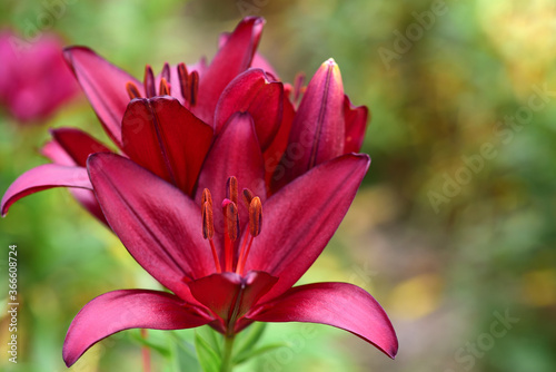 Close-up of a pastel colored red lily in front of other lilies on a flower field