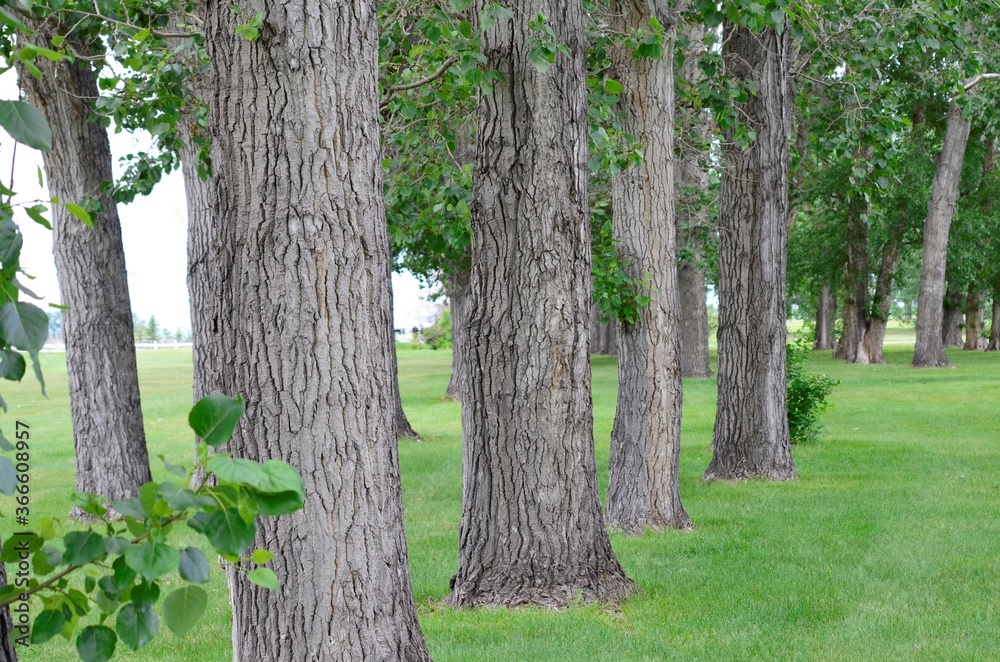 Elm trees growing in a row on a golf course