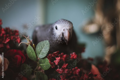 Timneh African Grey Parrot on a tree with red flowers photo