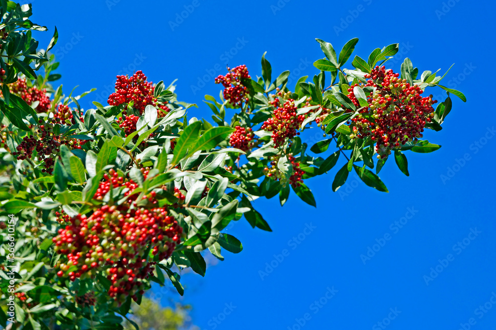 Brazilian peppertree (Schinus terebinthifolius) Brazilian peppertree (Schinus terebinthifolius)